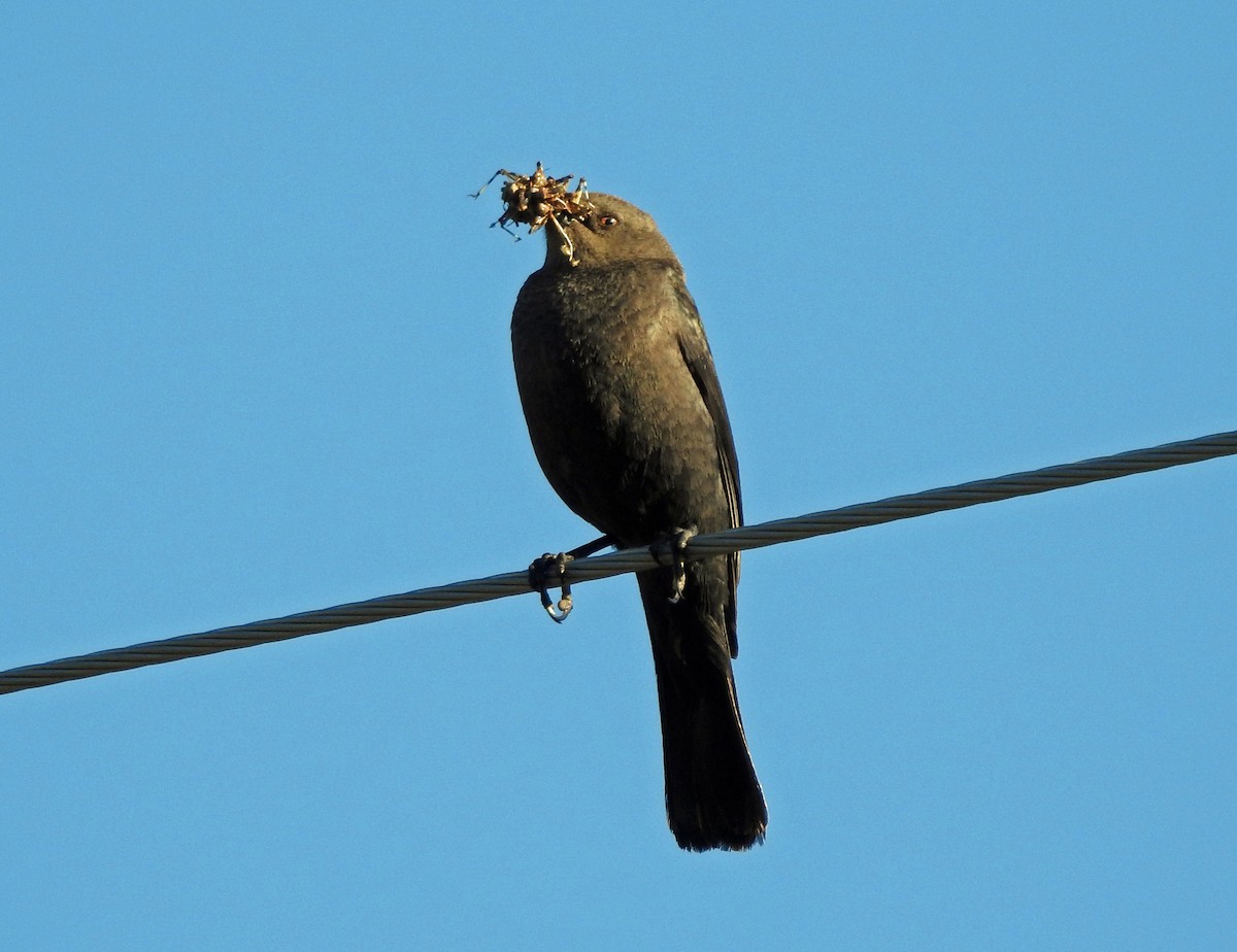 Brewer's Blackbird - ML619870602