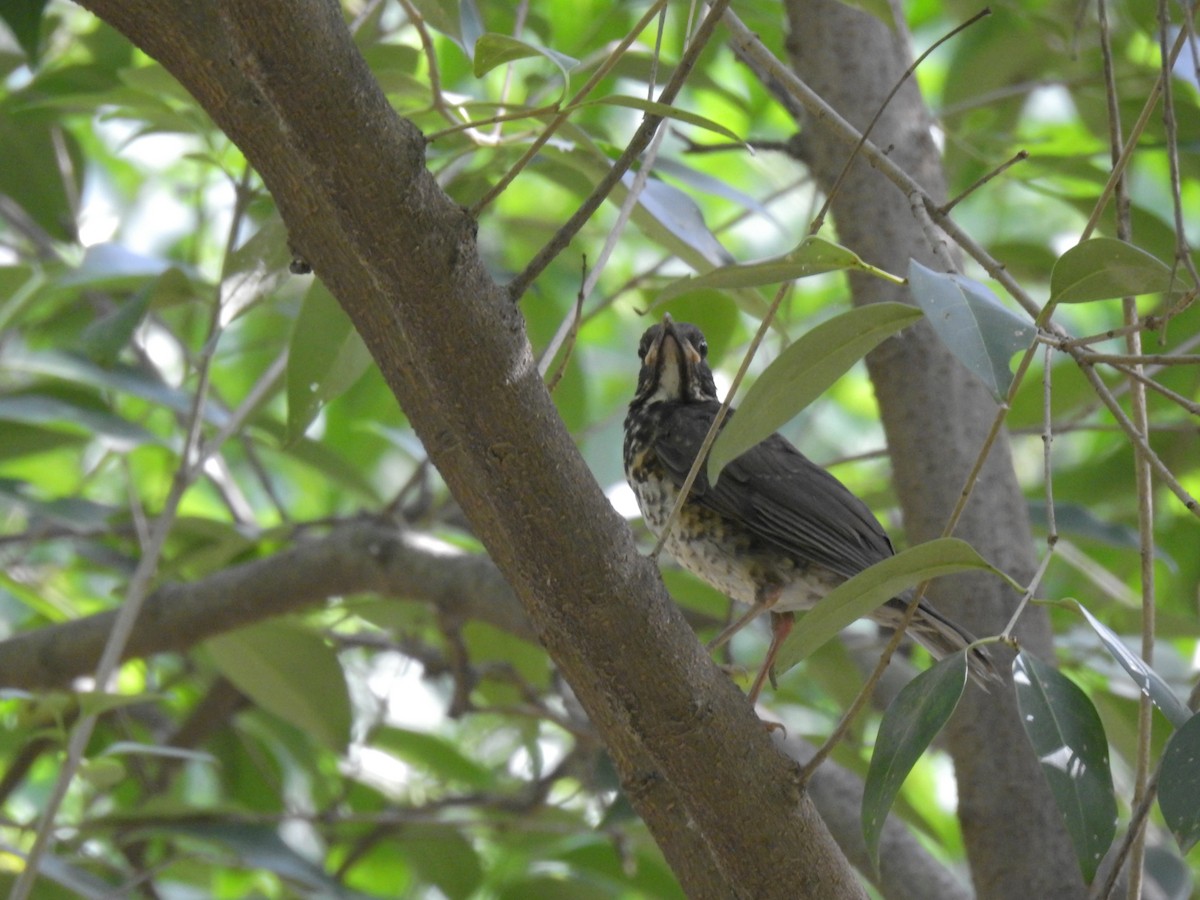 Japanese Thrush - ML619870609