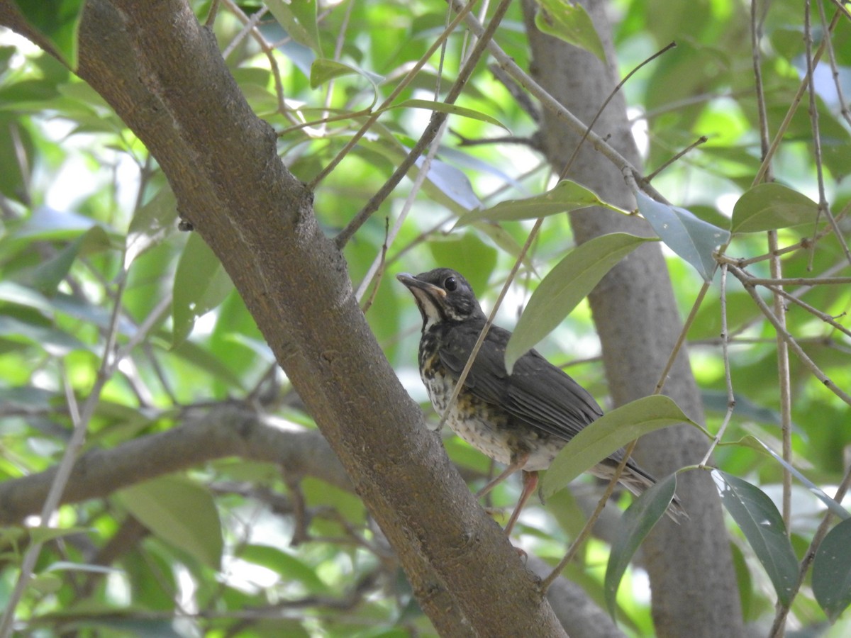 Japanese Thrush - ML619870612