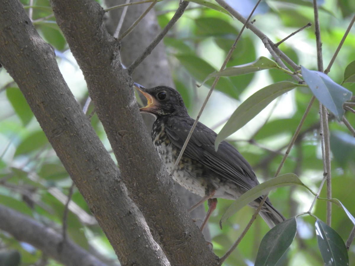 Japanese Thrush - ML619870613