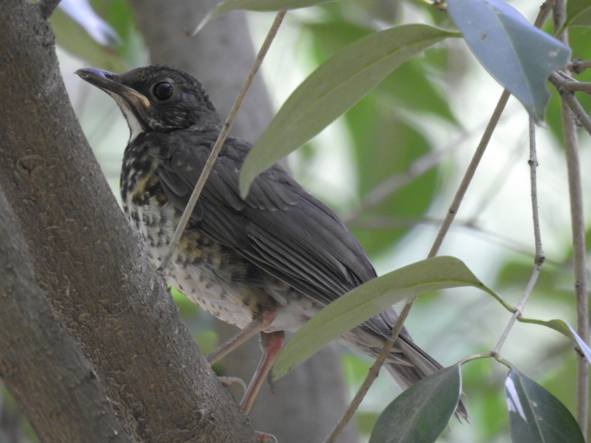 Japanese Thrush - Steve Lei