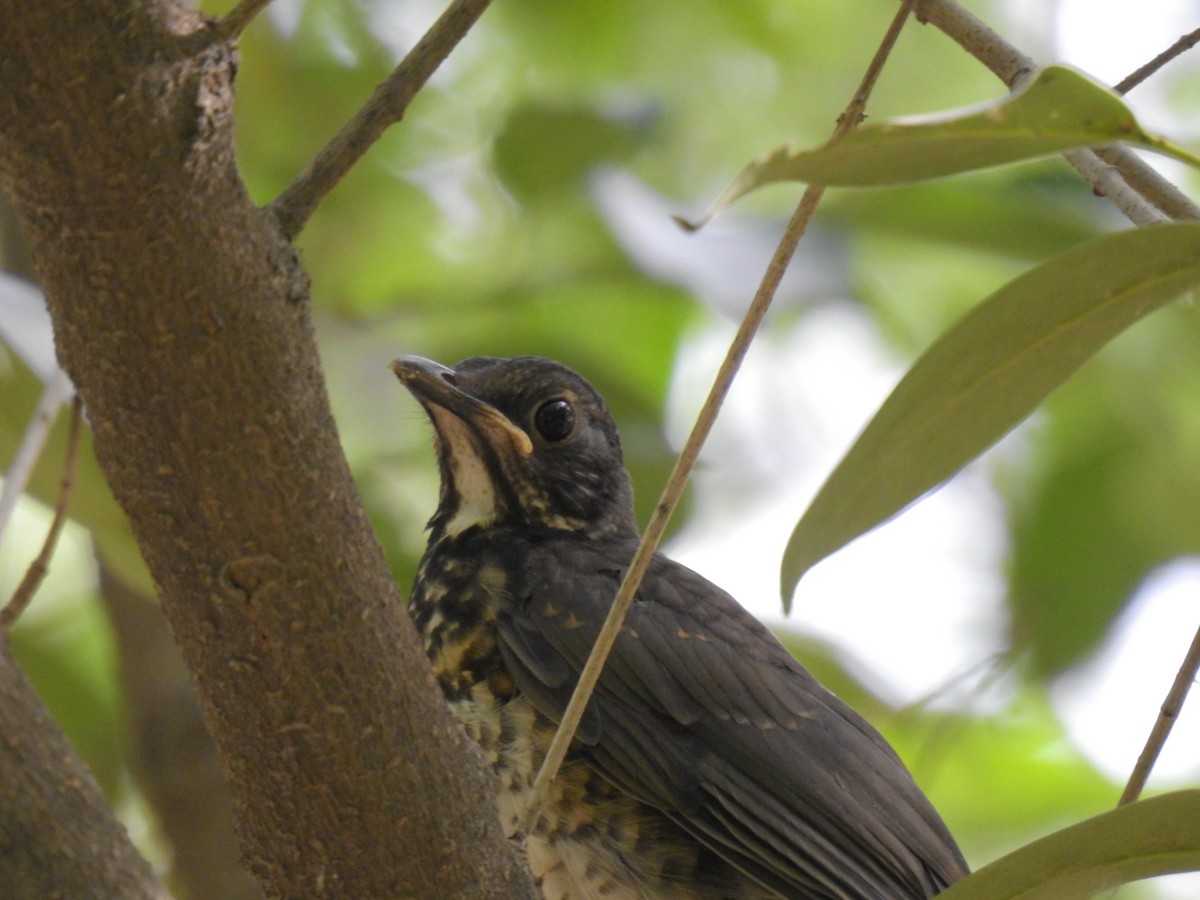 Japanese Thrush - ML619870616