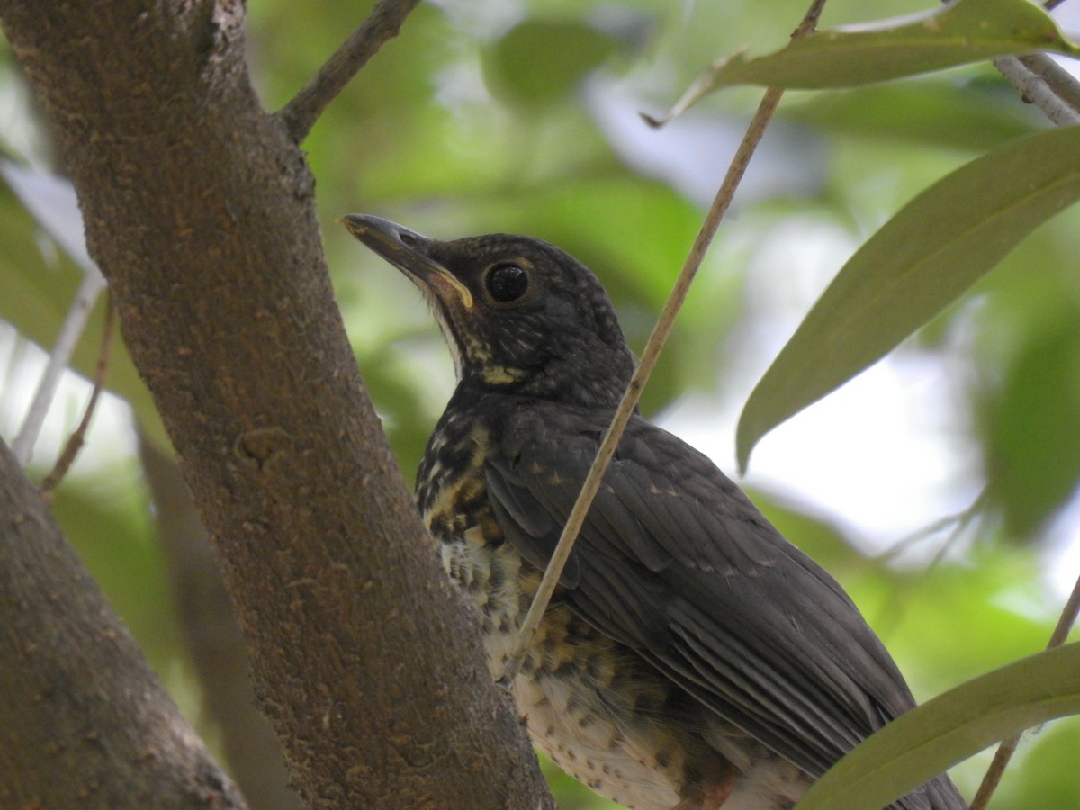 Japanese Thrush - ML619870617