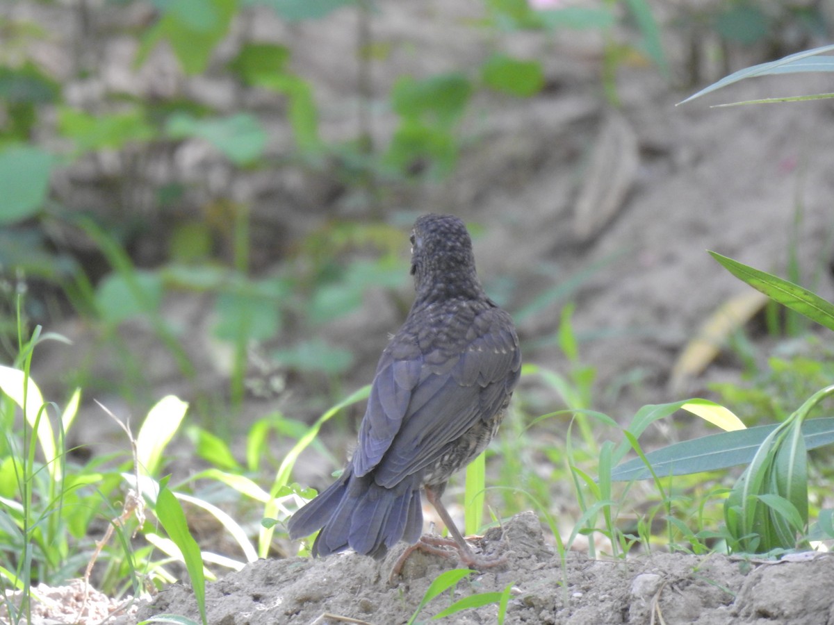 Japanese Thrush - ML619870619