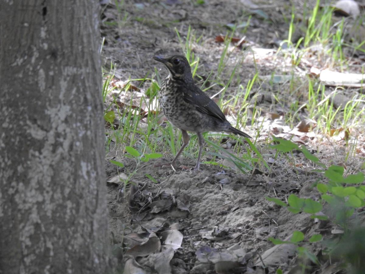 Japanese Thrush - ML619870623