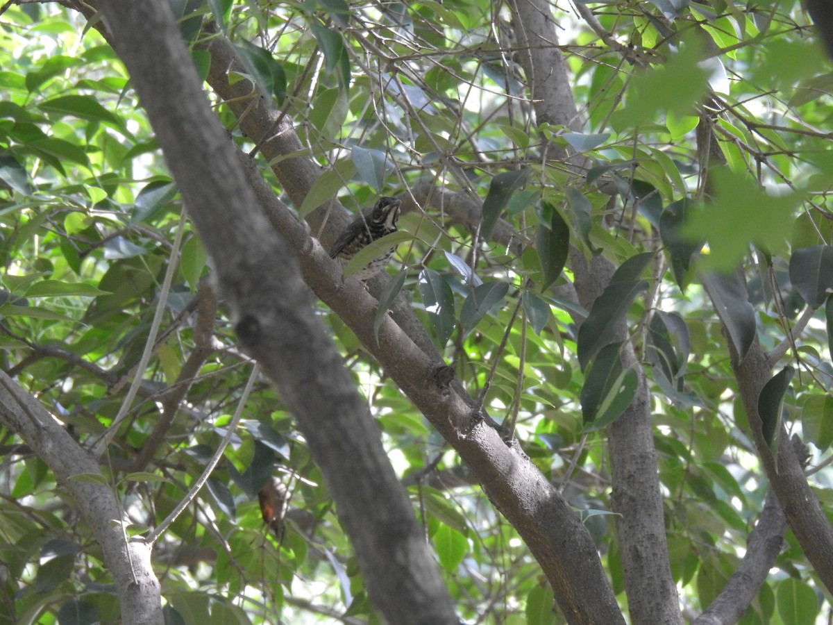 Japanese Thrush - ML619870627