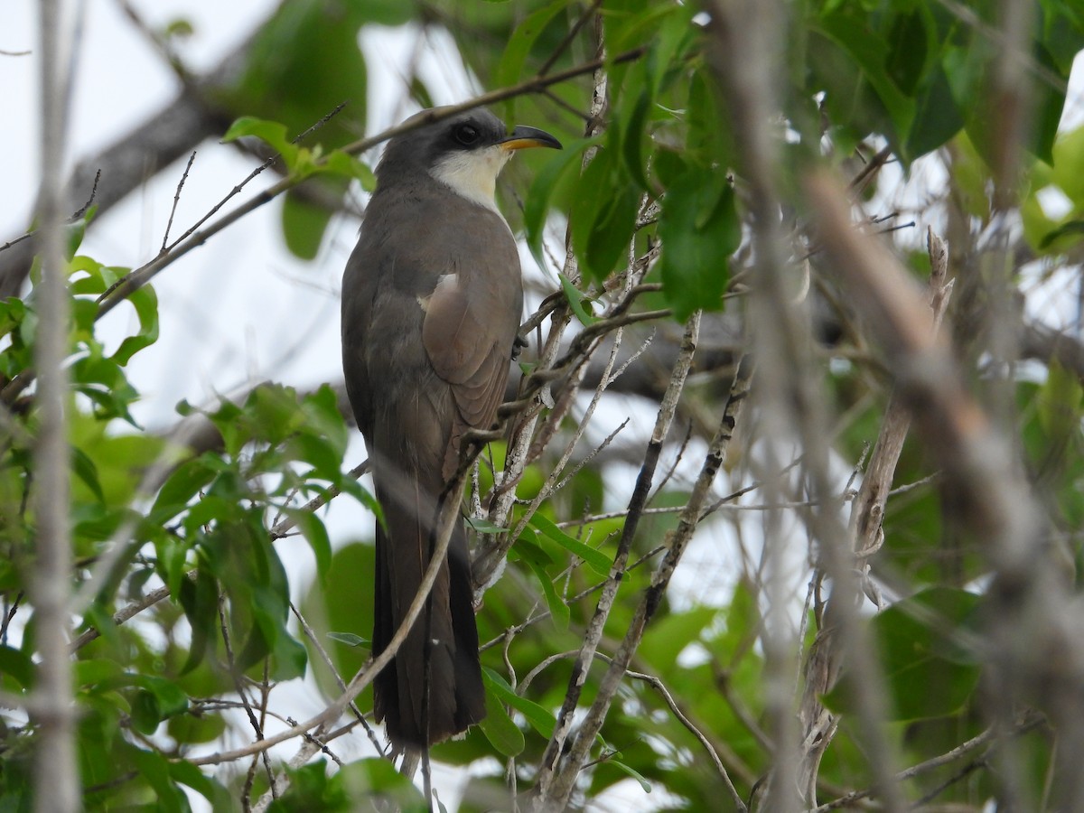 Mangrovekuckuck - ML619870636