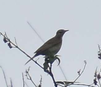 Bisbita (Anthus) sp. - ML619870643