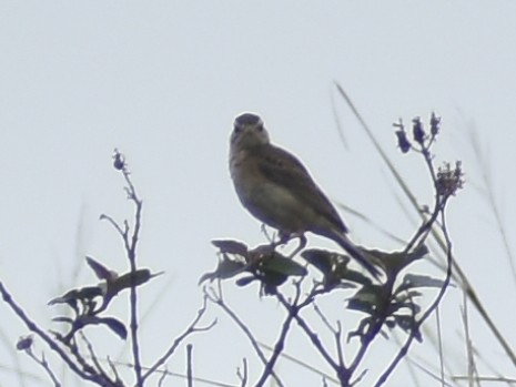 Anthus sp. - ML619870644