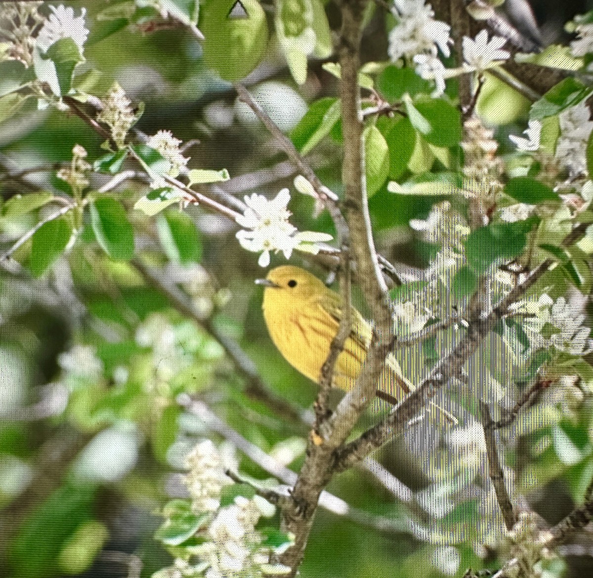 Yellow Warbler - ML619870646