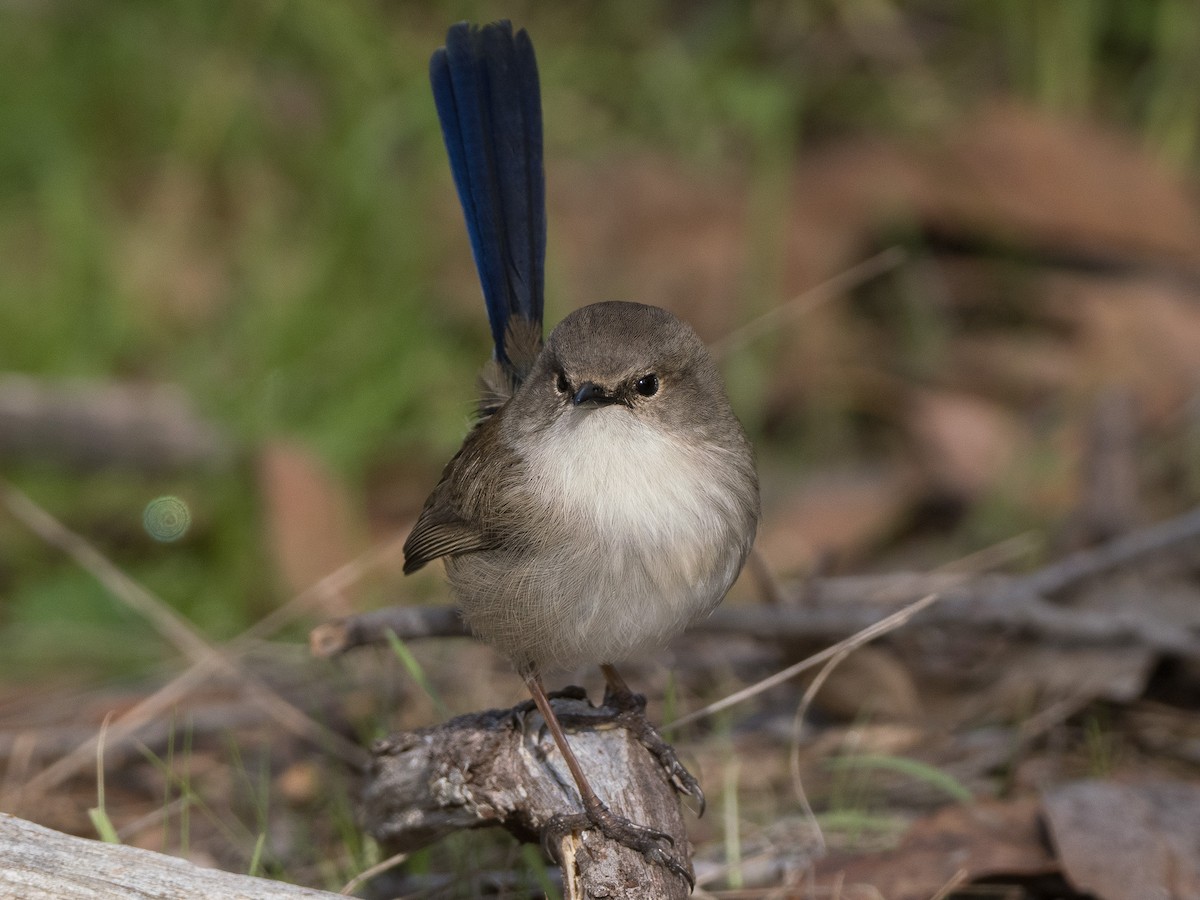 Superb Fairywren - ML619870647