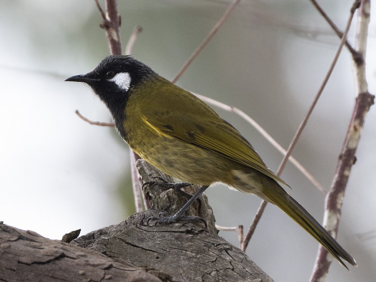 White-eared Honeyeater - ML619870652