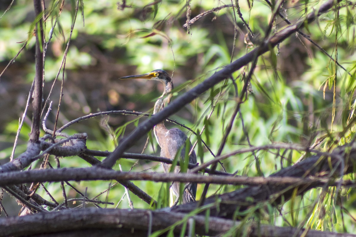 Tricolored Heron - ML619870661