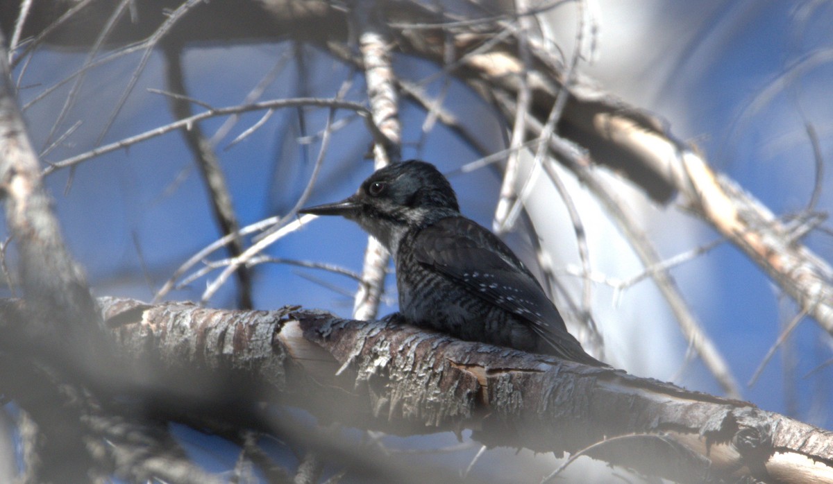 Black-backed Woodpecker - ML619870664