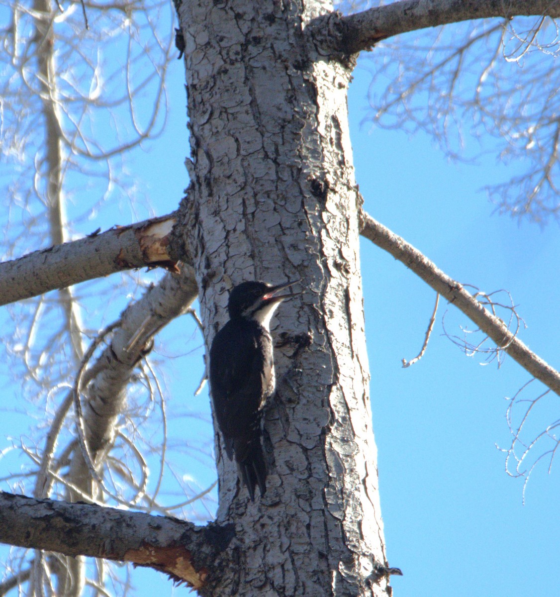 Black-backed Woodpecker - ML619870665