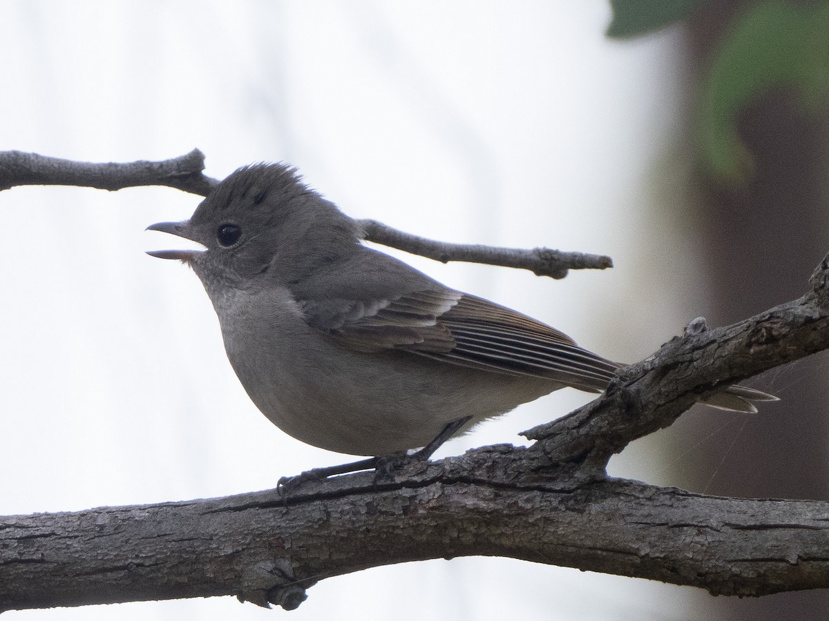 Golden Whistler - ML619870680