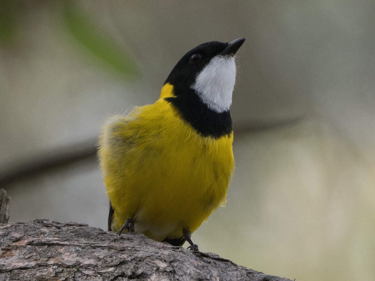 Golden Whistler - Patrick Cox