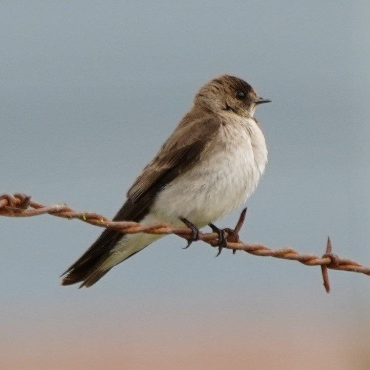 Northern Rough-winged Swallow - ML619870682