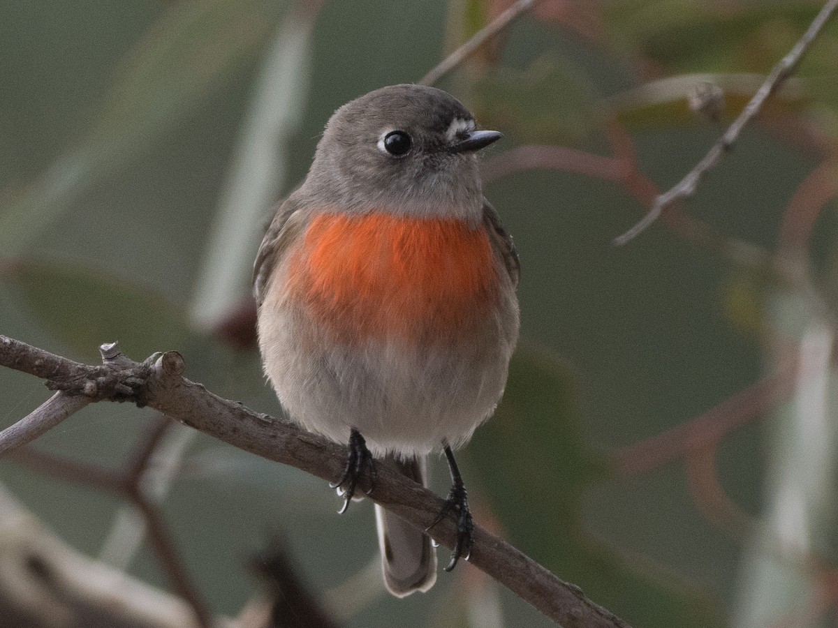 Scarlet Robin - Patrick Cox