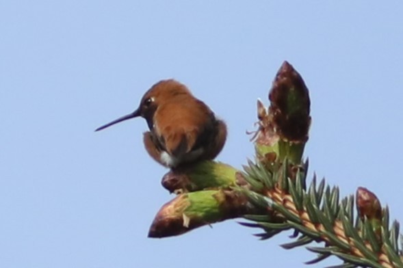 Rufous Hummingbird - ML619870696