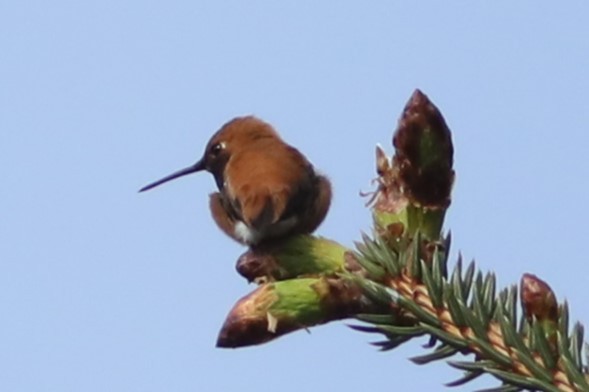 Colibrí Rufo - ML619870696