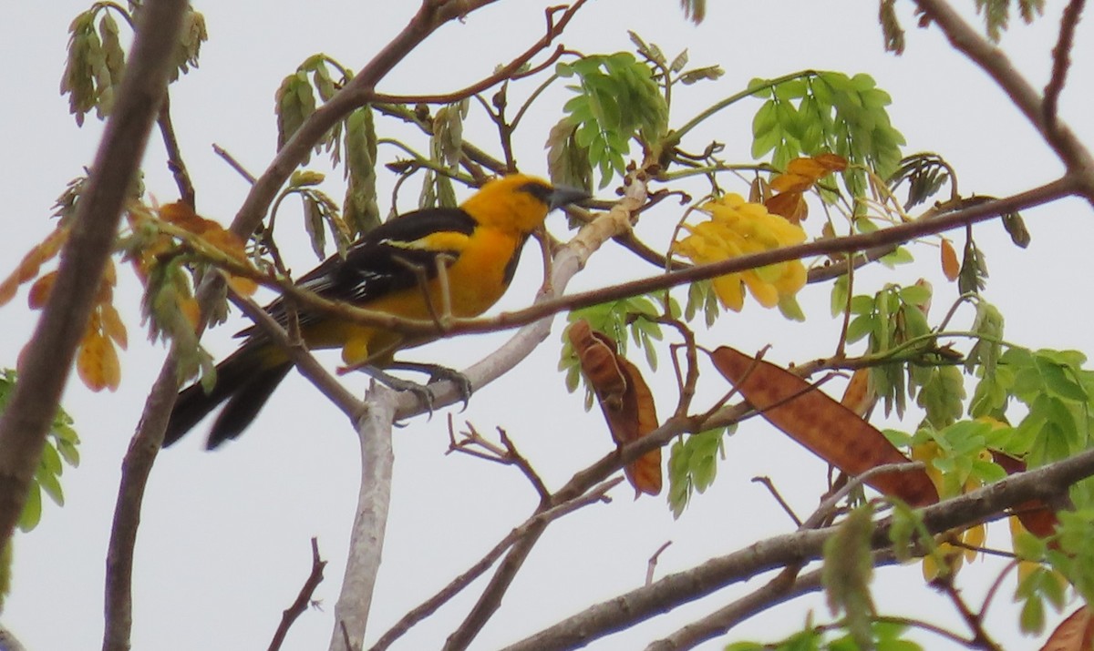 Oriole à gros bec - ML619870711