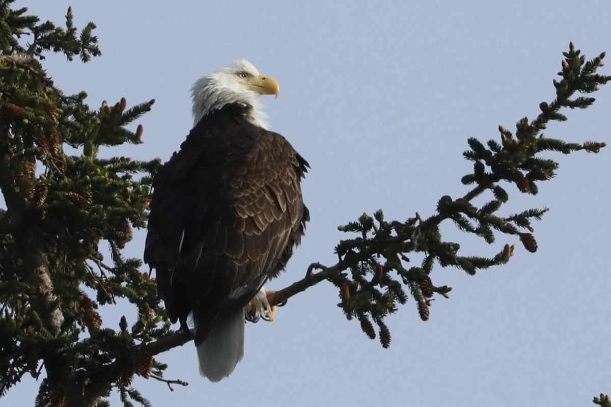 Bald Eagle - ML619870713