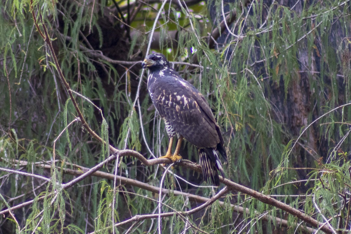 Common Black Hawk - ML619870718