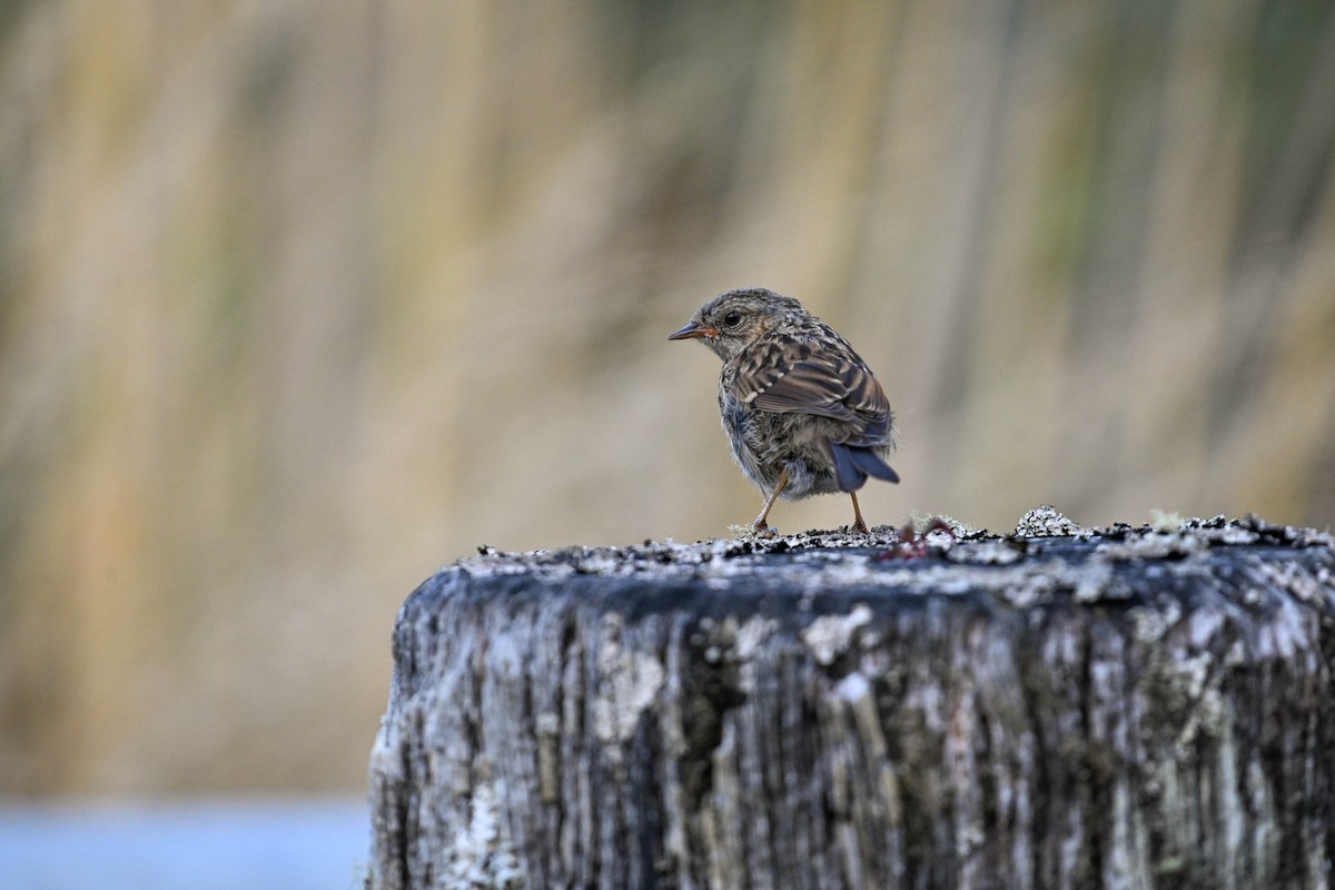 Dunnock - ML619870729