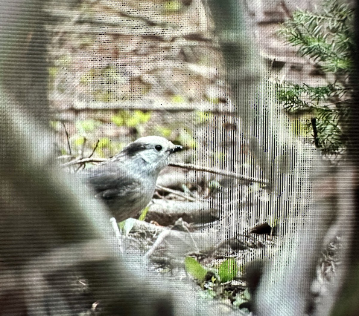 Canada Jay - ML619870733