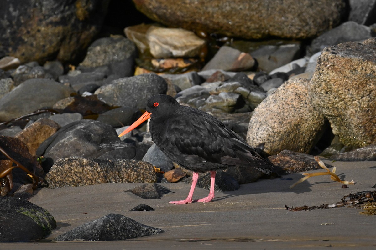 Variable Oystercatcher - ML619870736