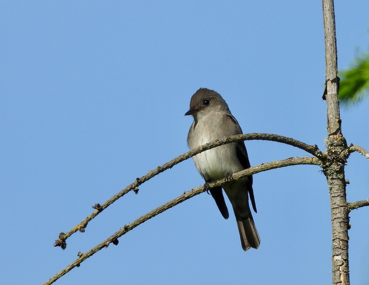 Western Wood-Pewee - ML619870739