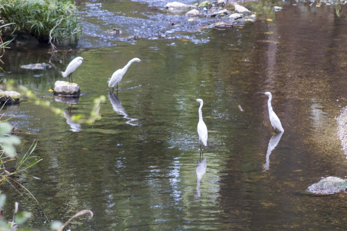 Snowy Egret - ML619870743