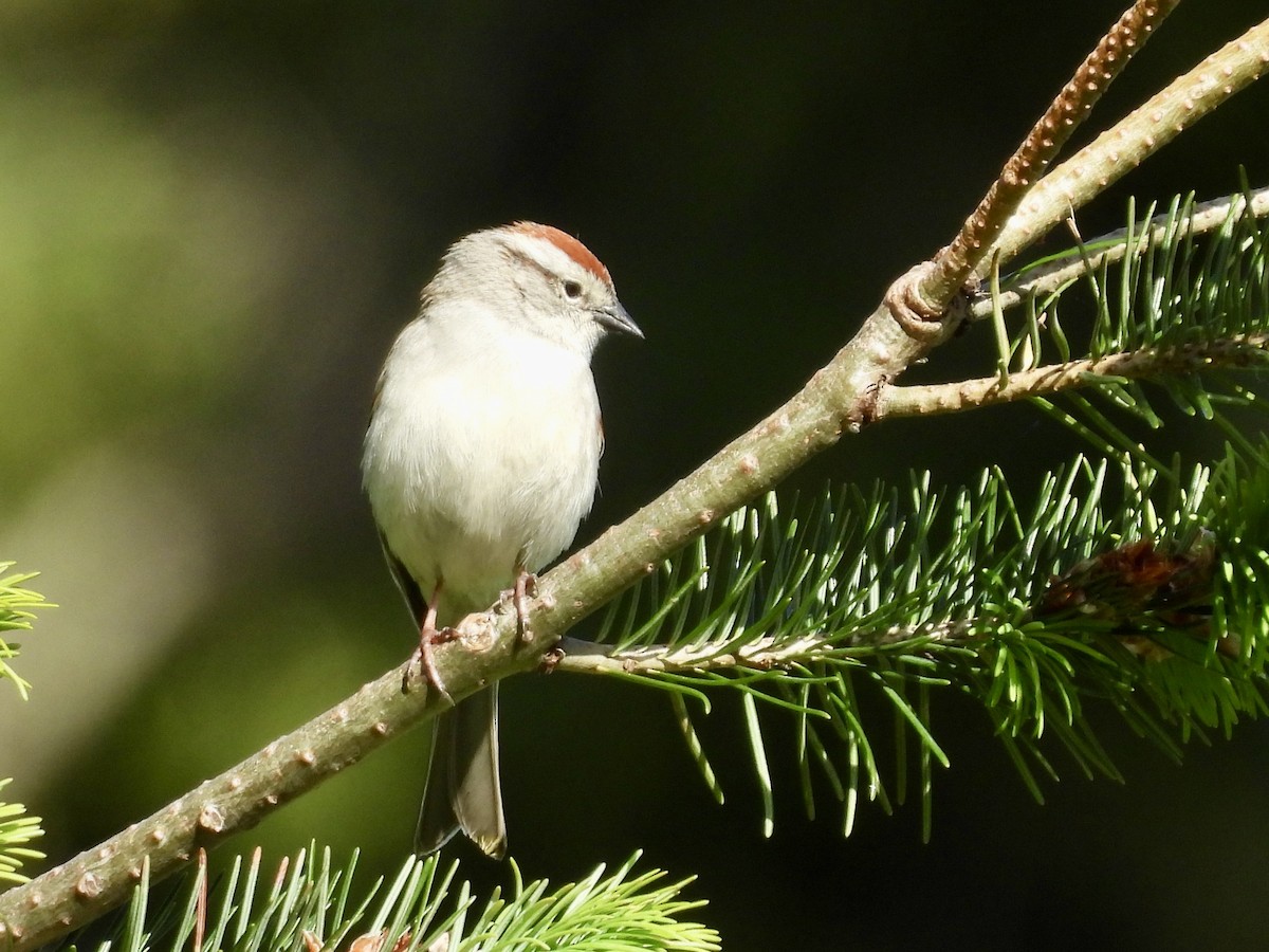 Chipping Sparrow - ML619870747