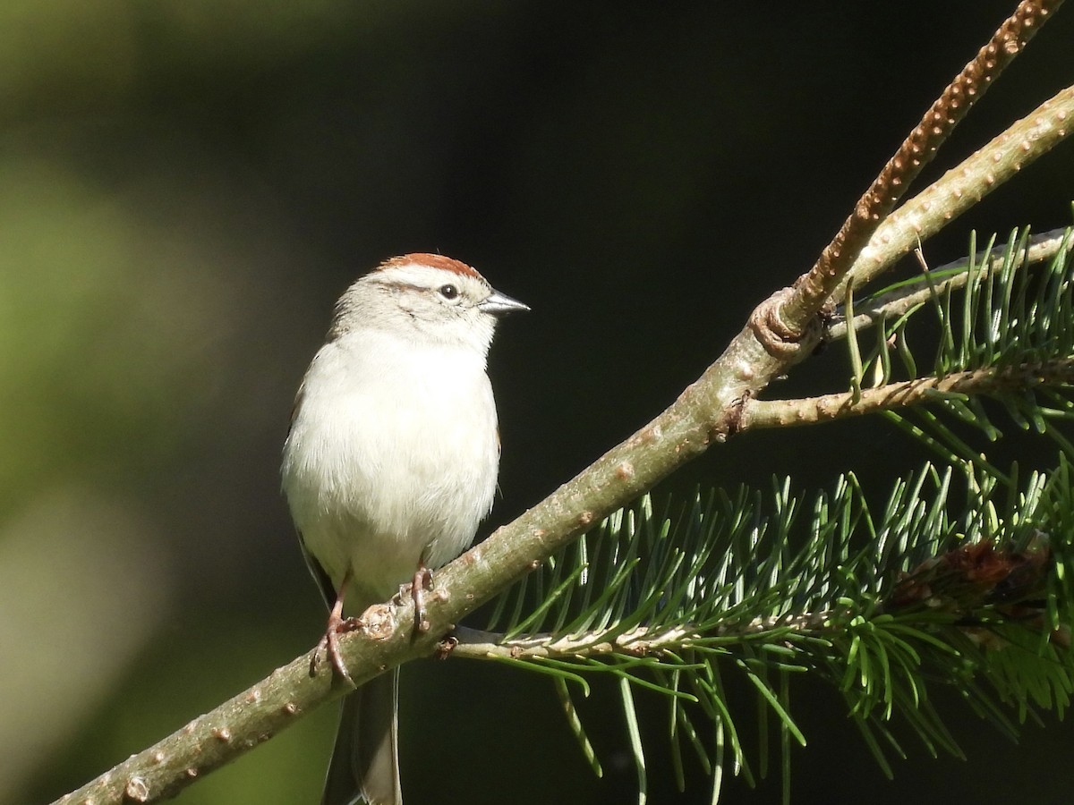 Chipping Sparrow - ML619870748