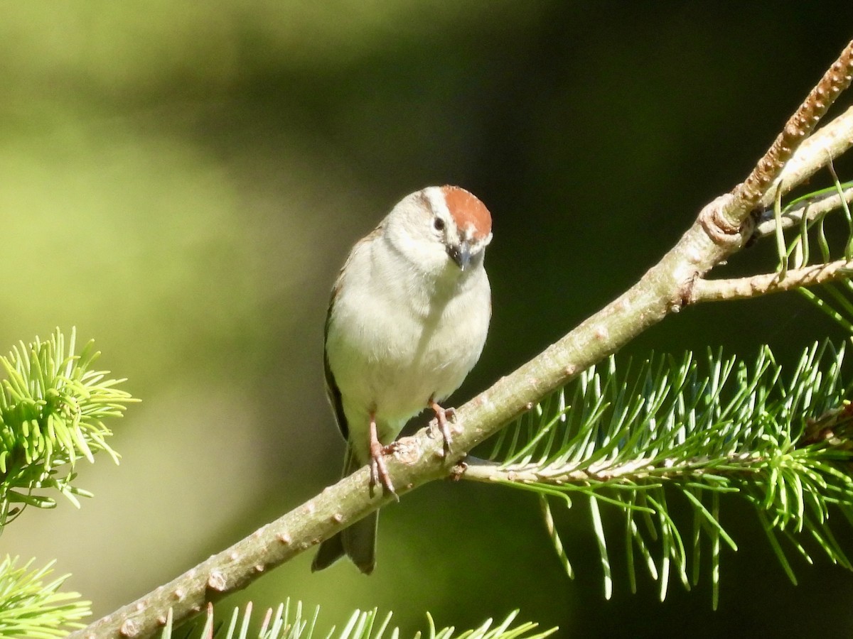Chipping Sparrow - ML619870749