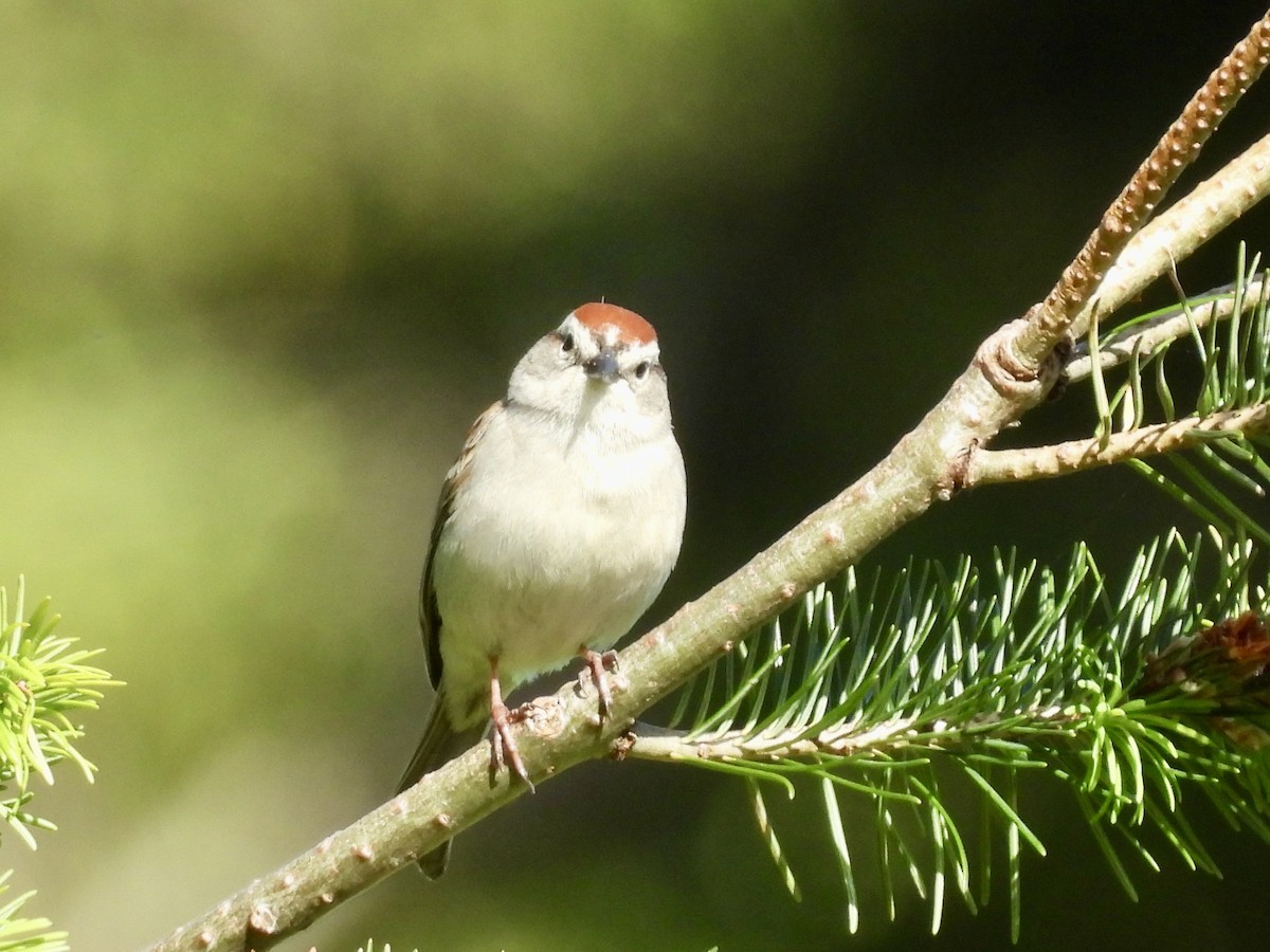 Chipping Sparrow - ML619870750