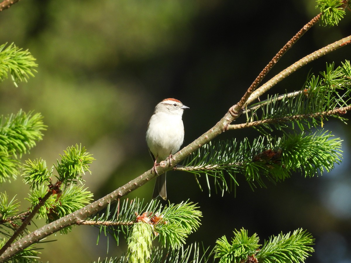Chipping Sparrow - ML619870751