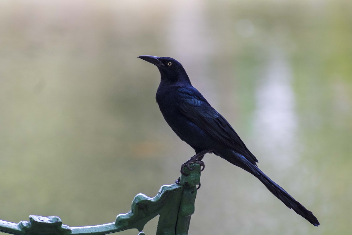 Great-tailed Grackle - ML619870755