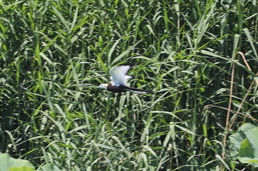 Pheasant-tailed Jacana - ML619870767
