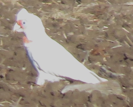 Cacatúa Picofina - ML619870793