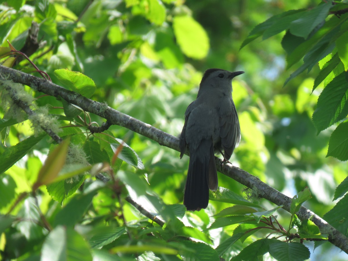 Gray Catbird - ML619870800