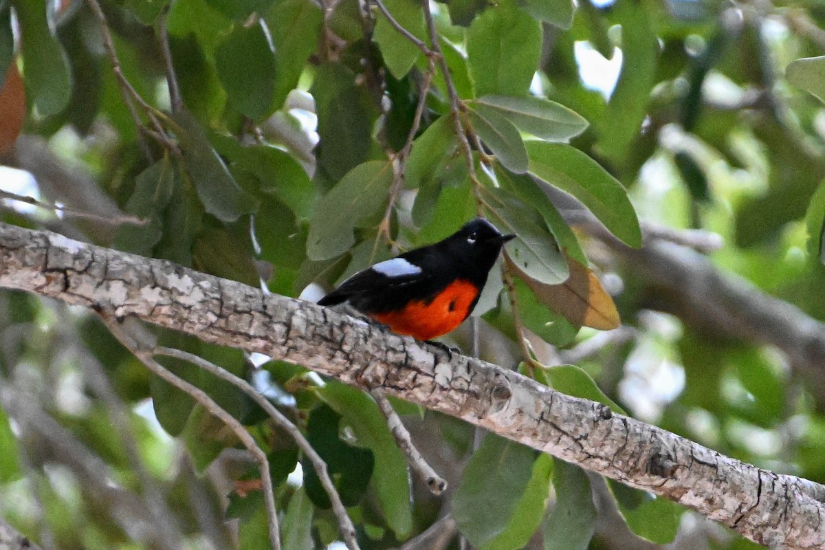 Painted Redstart - ML619870808