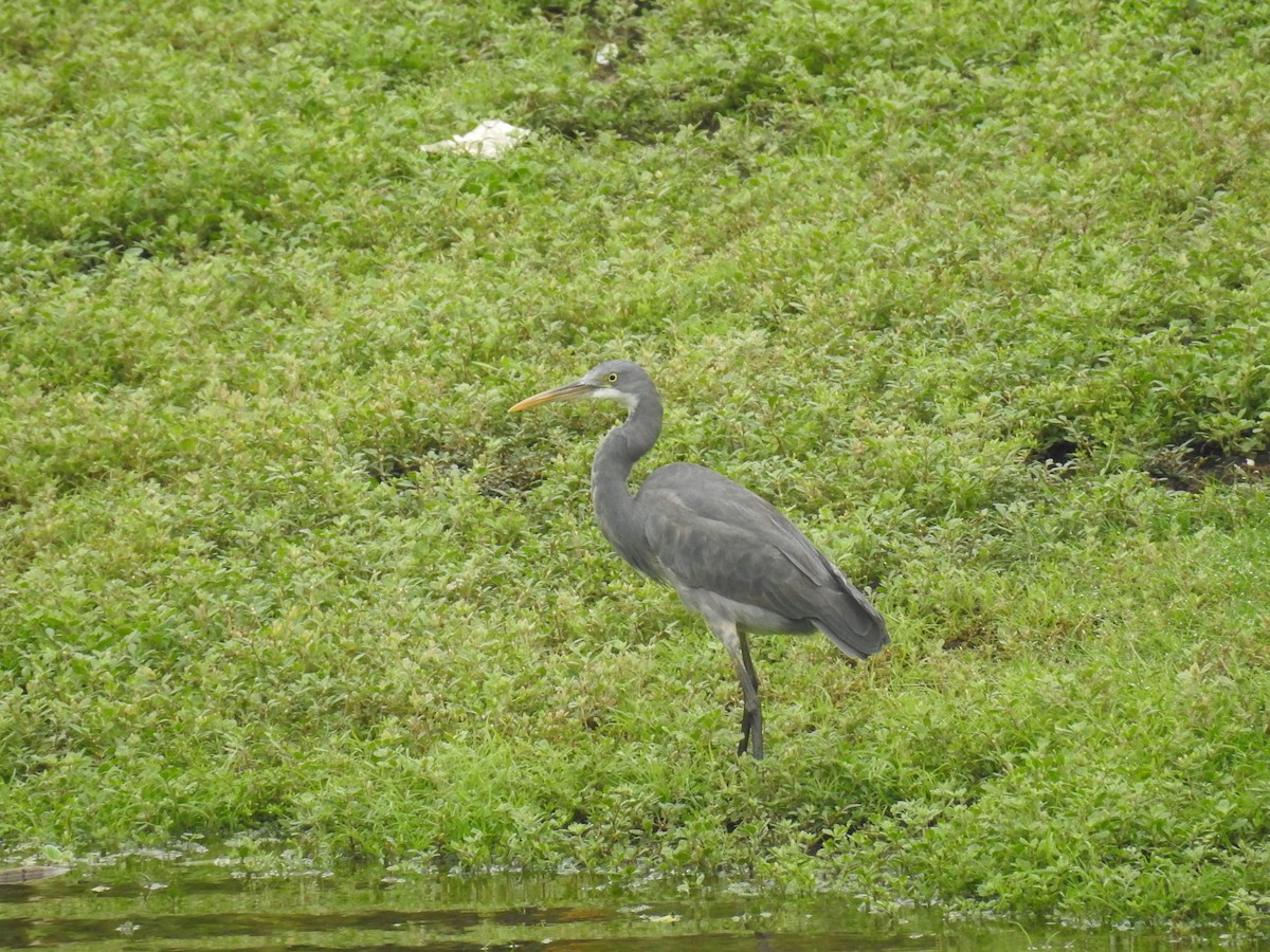 Western Reef-Heron - ML619870813