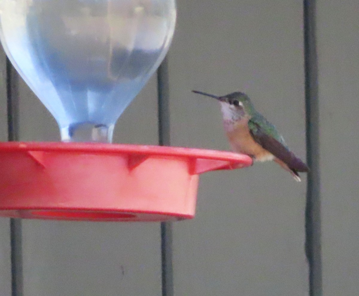 Rufous Hummingbird - ML619870832