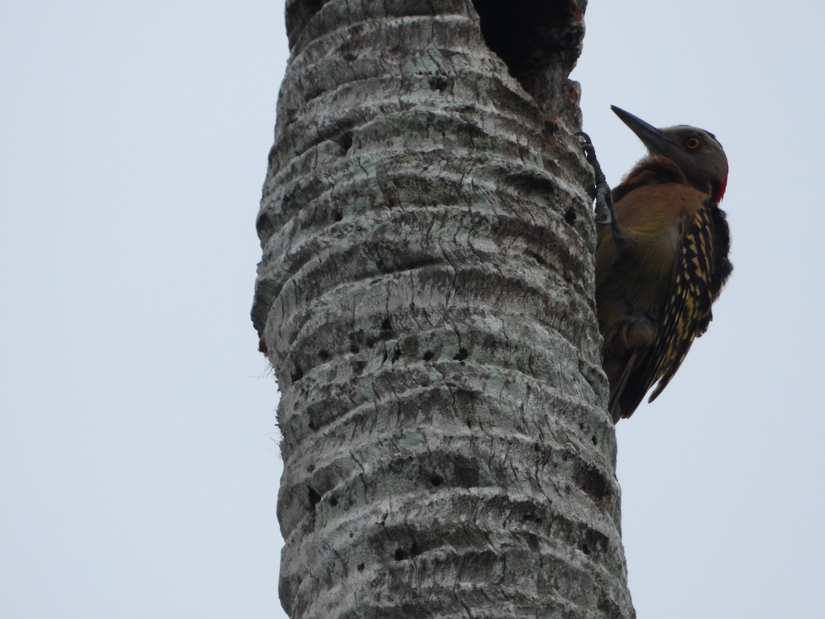 Hispaniolan Woodpecker - ML619870851