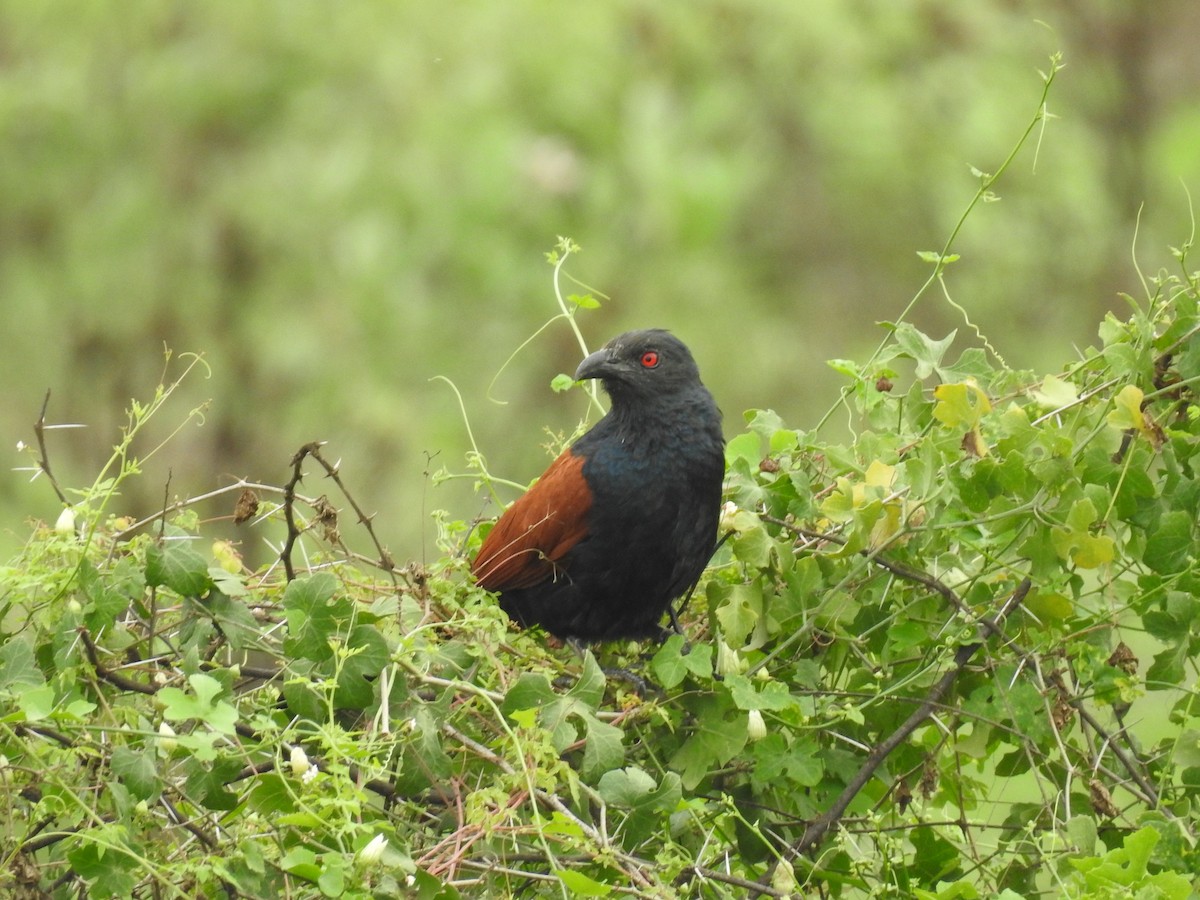 Greater Coucal (Southern) - Sureshbabu K