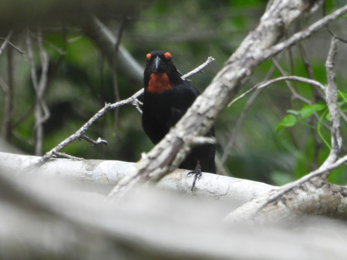 Greater Antillean Bullfinch - ML619870857