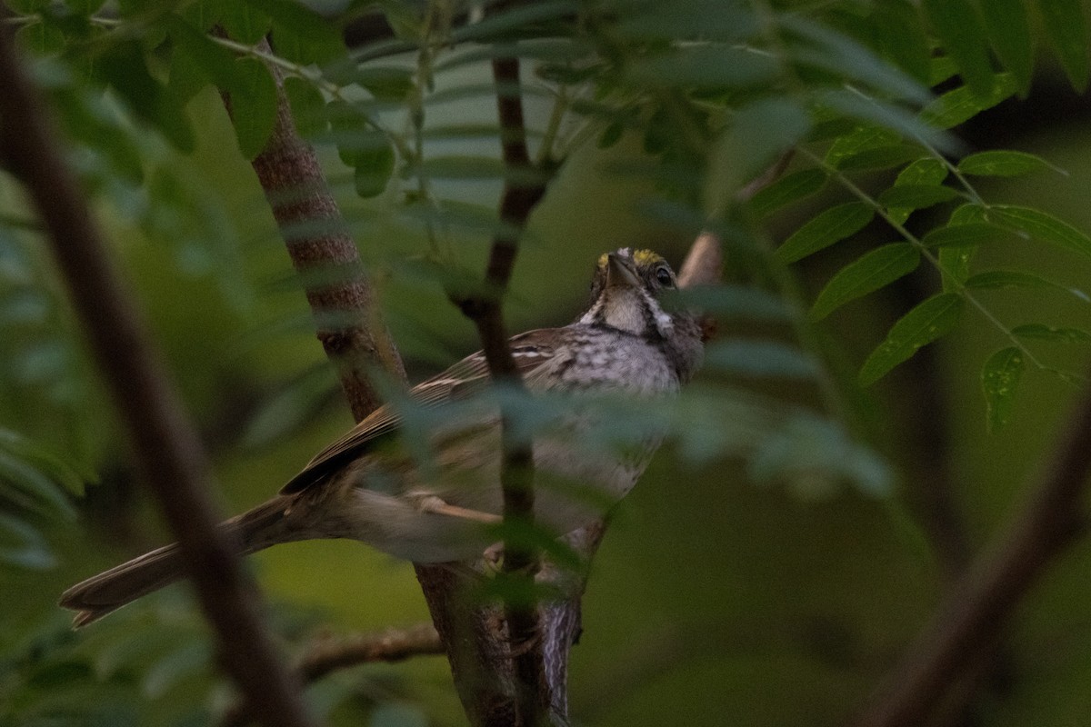 White-throated Sparrow - ML619870860