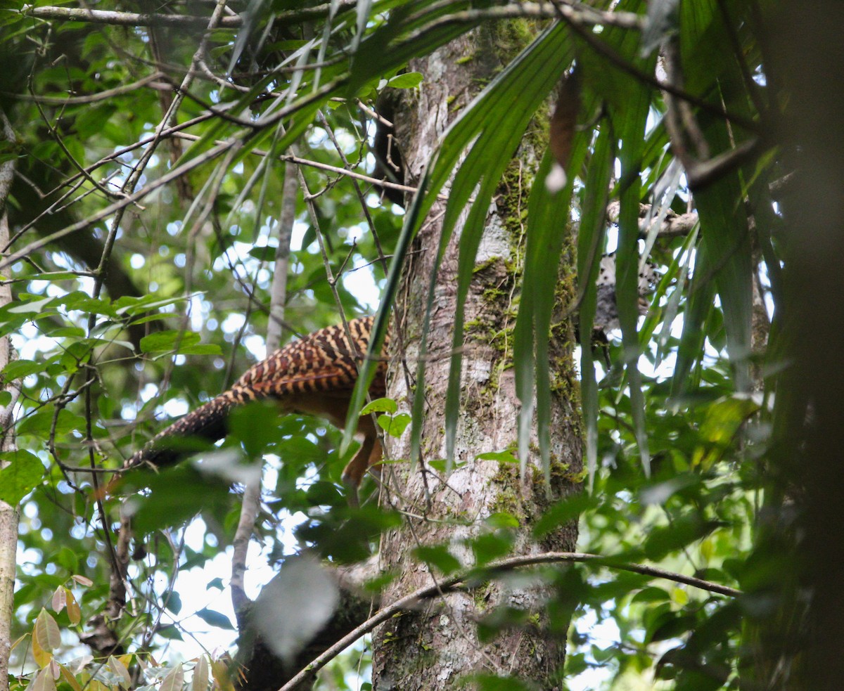 Great Curassow - ML619870877